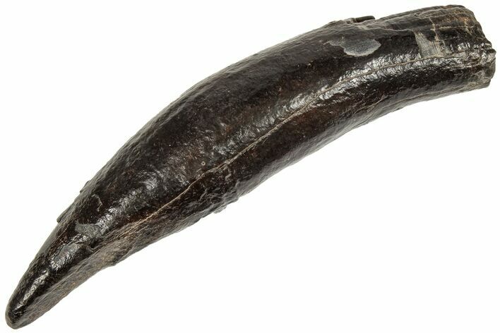 Fossil Pygmy Sperm Whale (Kogiopsis) Tooth - South Carolina #208515